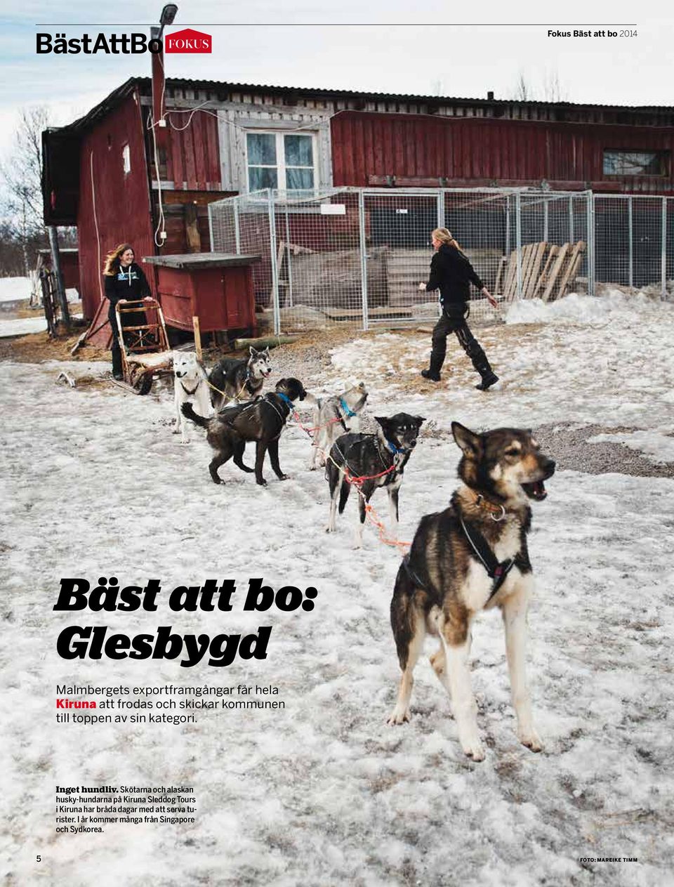 Skötarna och alaskan husky-hundarna på Kiruna Sleddog Tours i Kiruna har bråda