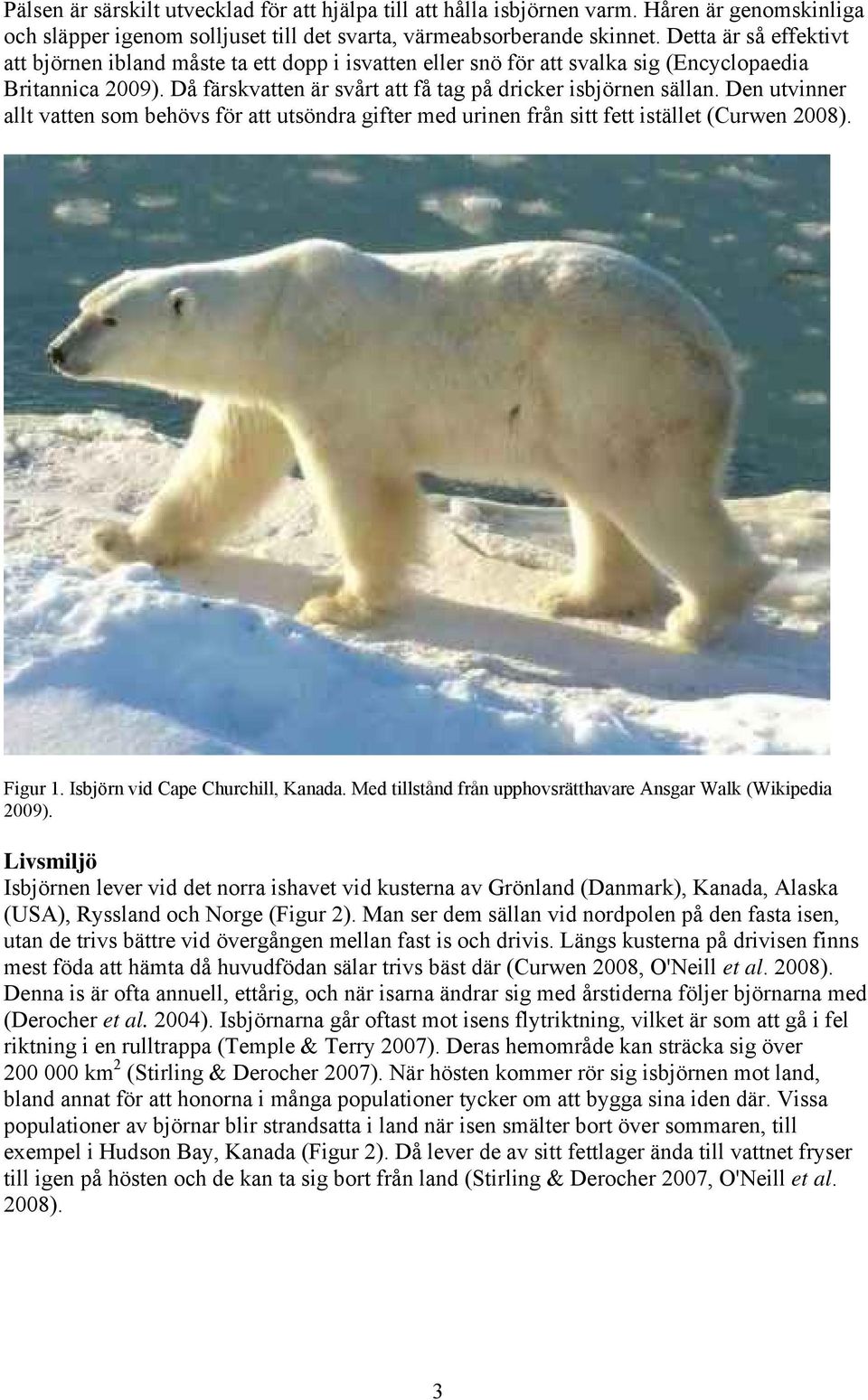 Den utvinner allt vatten som behövs för att utsöndra gifter med urinen från sitt fett istället (Curwen 2008). Figur 1. Isbjörn vid Cape Churchill, Kanada.