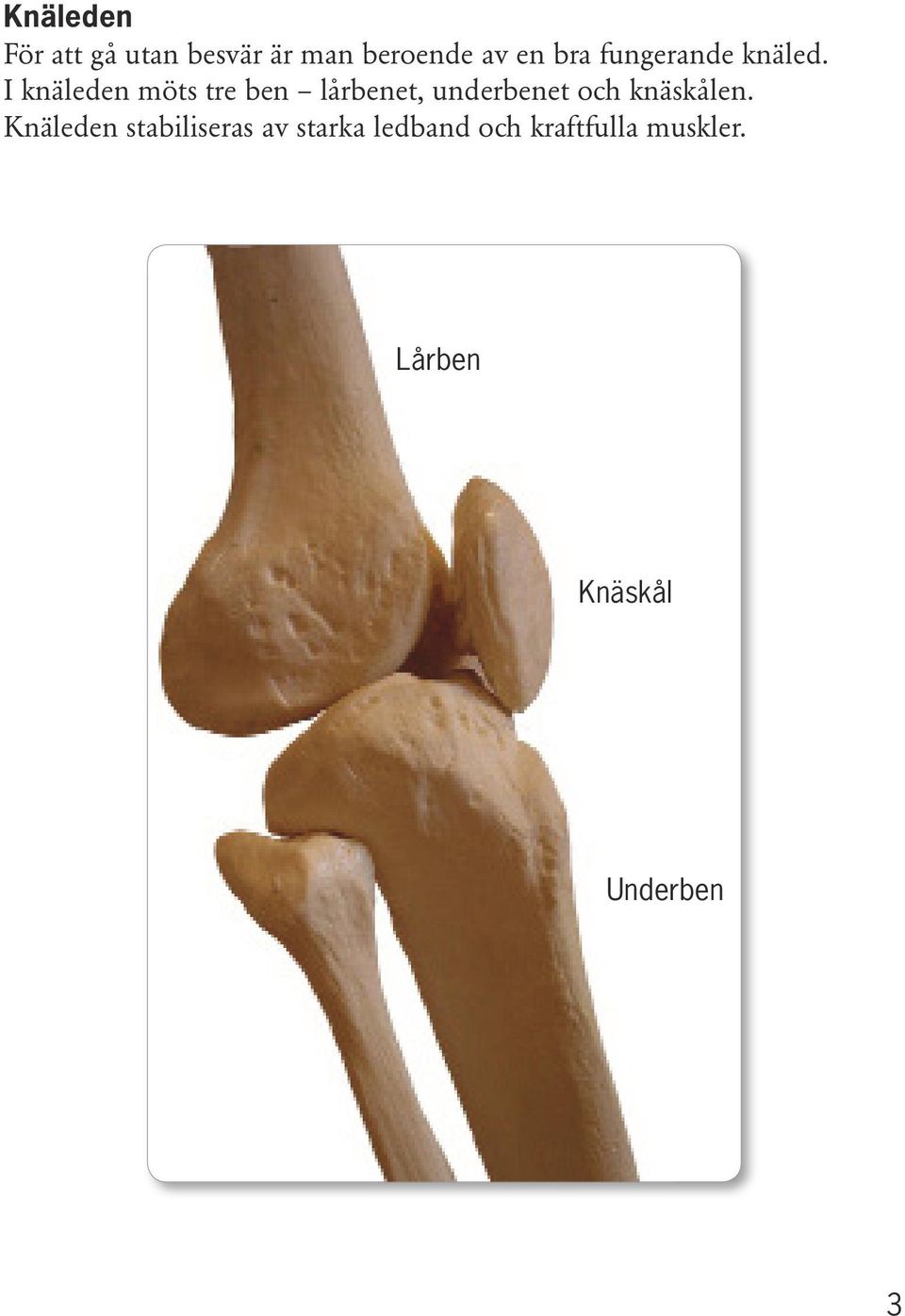 I knäleden möts tre ben lårbenet, underbenet och