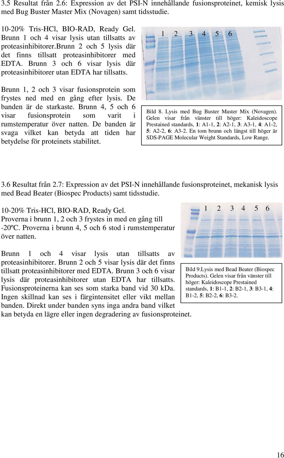 Brunn 3 och 6 visar lysis där proteasinhibitorer utan EDTA har tillsatts. Brunn 1, 2 och 3 visar fusionsprotein som frystes ned med en gång efter lysis. De banden är de starkaste.