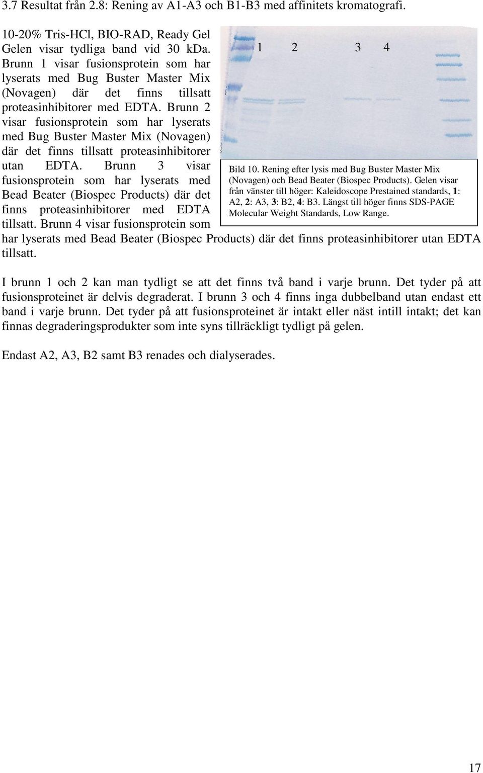 Brunn 2 visar fusionsprotein som har lyserats med Bug Buster Master Mix (Novagen) där det finns tillsatt proteasinhibitorer utan EDTA.