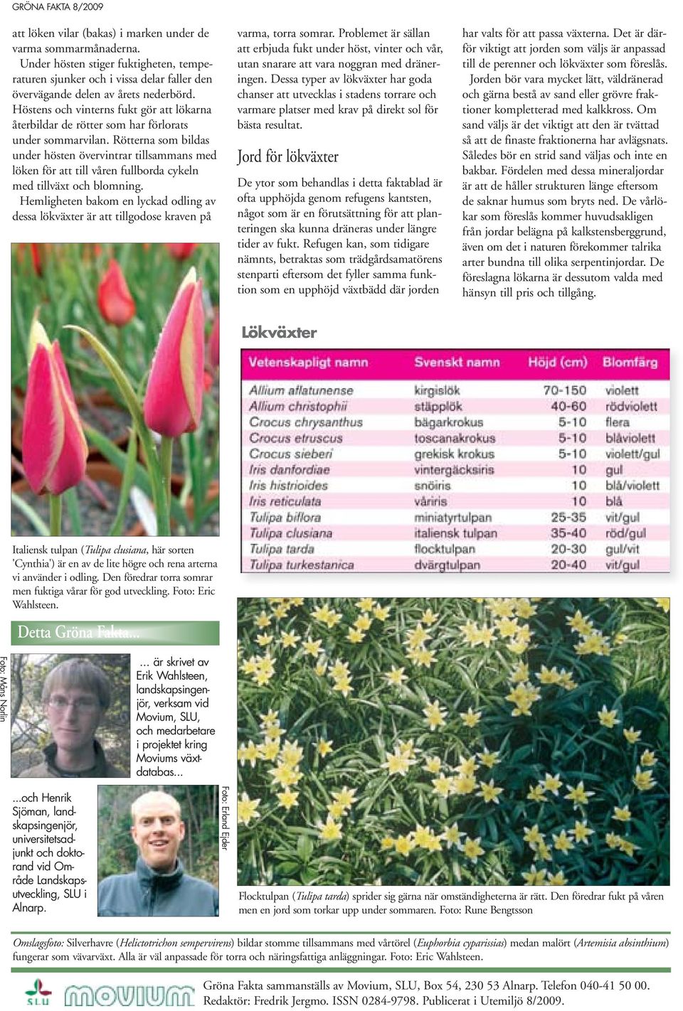 Rötterna som bildas under hösten övervintrar tillsammans med löken för att till våren fullborda cykeln med tillväxt och blomning.
