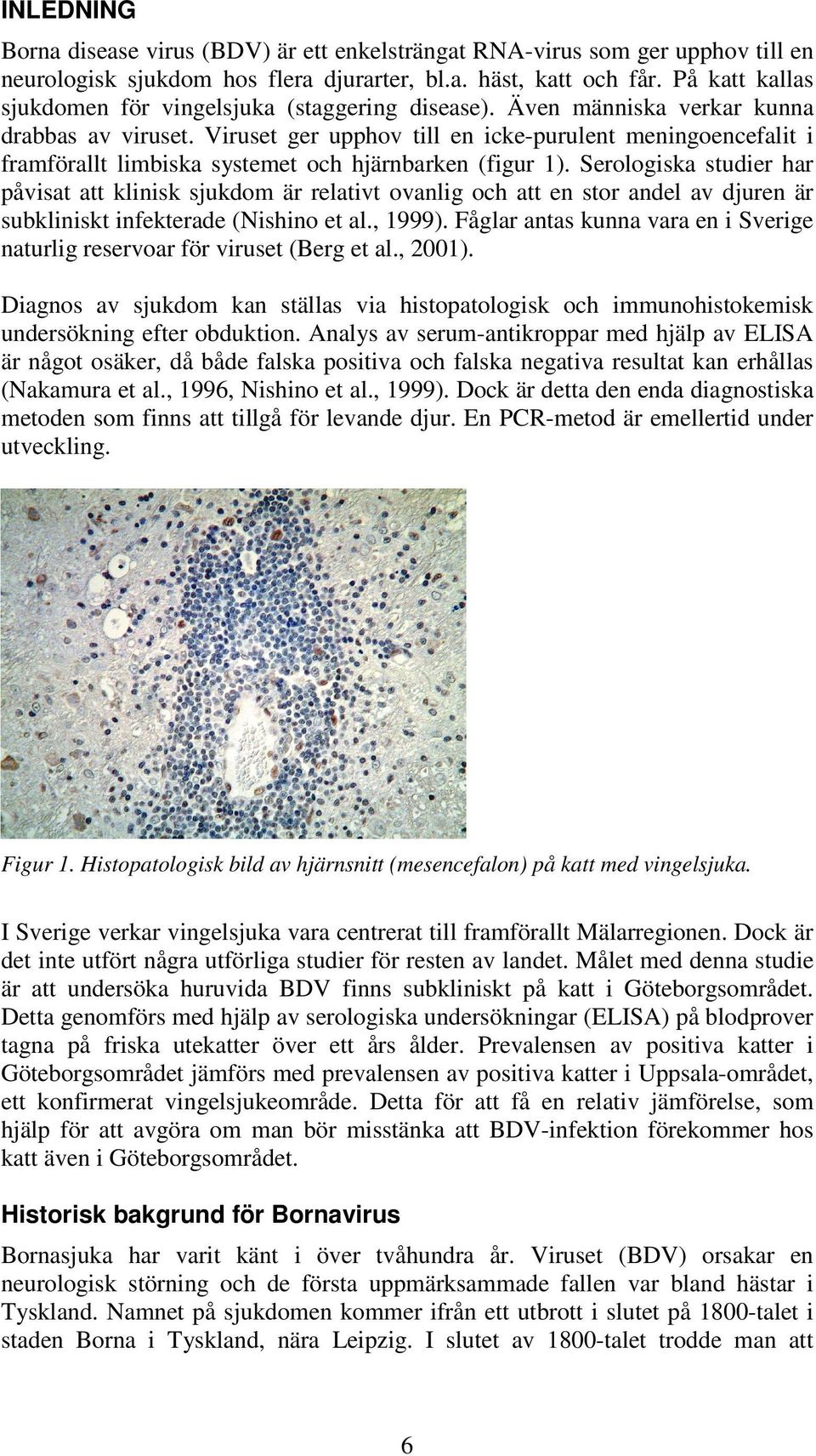 Viruset ger upphov till en icke-purulent meningoencefalit i framförallt limbiska systemet och hjärnbarken (figur 1).