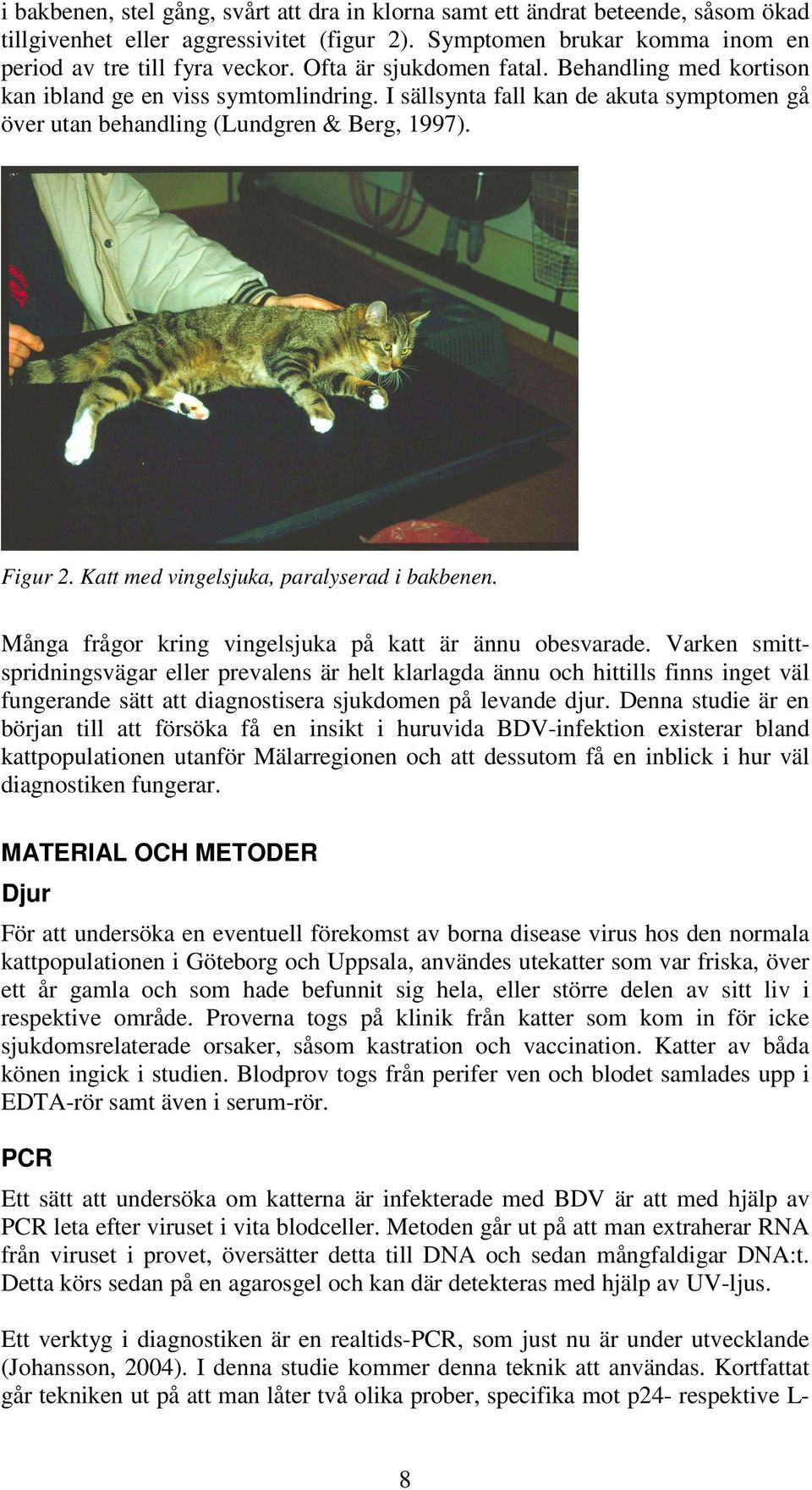 Katt med vingelsjuka, paralyserad i bakbenen. Många frågor kring vingelsjuka på katt är ännu obesvarade.