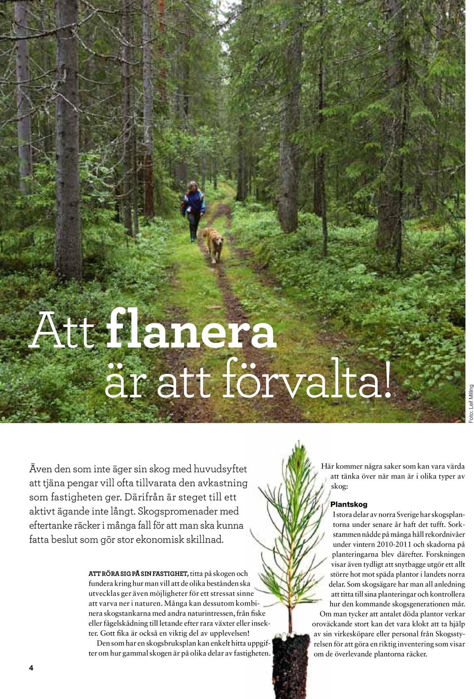 4 Att röra sig på sin fastighet, titta på skogen och fundera kring hur man vill att de olika bestånden ska utvecklas ger även möjligheter för ett stressat sinne att varva ner i naturen.