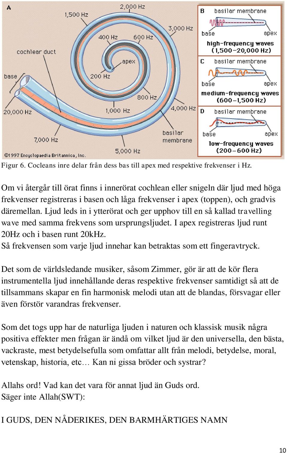 Ljud leds in i ytterörat och ger upphov till en så kallad travelling wave med samma frekvens som ursprungsljudet. I apex registreras ljud runt 20Hz och i basen runt 20kHz.