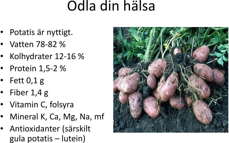 1,5 2 % Fett 0,1 g Fiber 1,4 g Vitamin C,