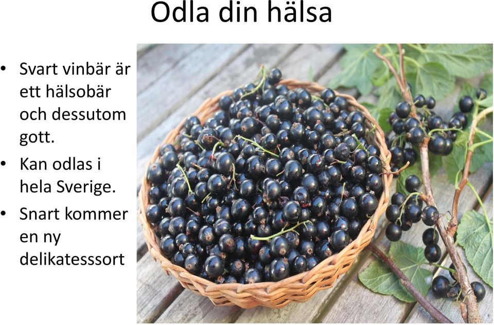 Kan odlas i hela Sverige.