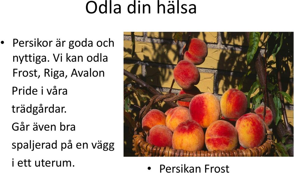 i våra trädgårdar.