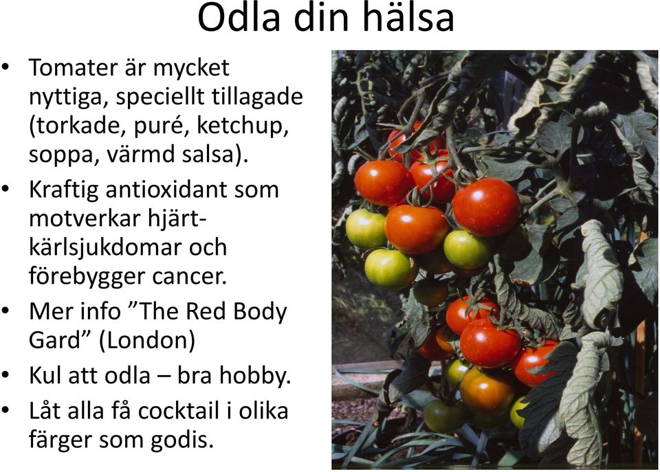 Kraftig antioxidant som motverkar hjärt kärlsjukdomar och förebygger