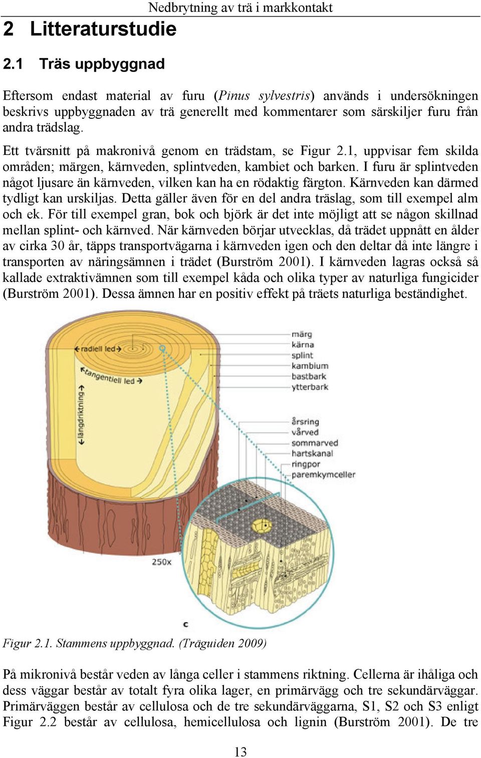 furu från andra trädslag. Ett tvärsnitt på makronivå genom en trädstam, se Figur 2.1, uppvisar fem skilda områden; märgen, kärnveden, splintveden, kambiet och barken.