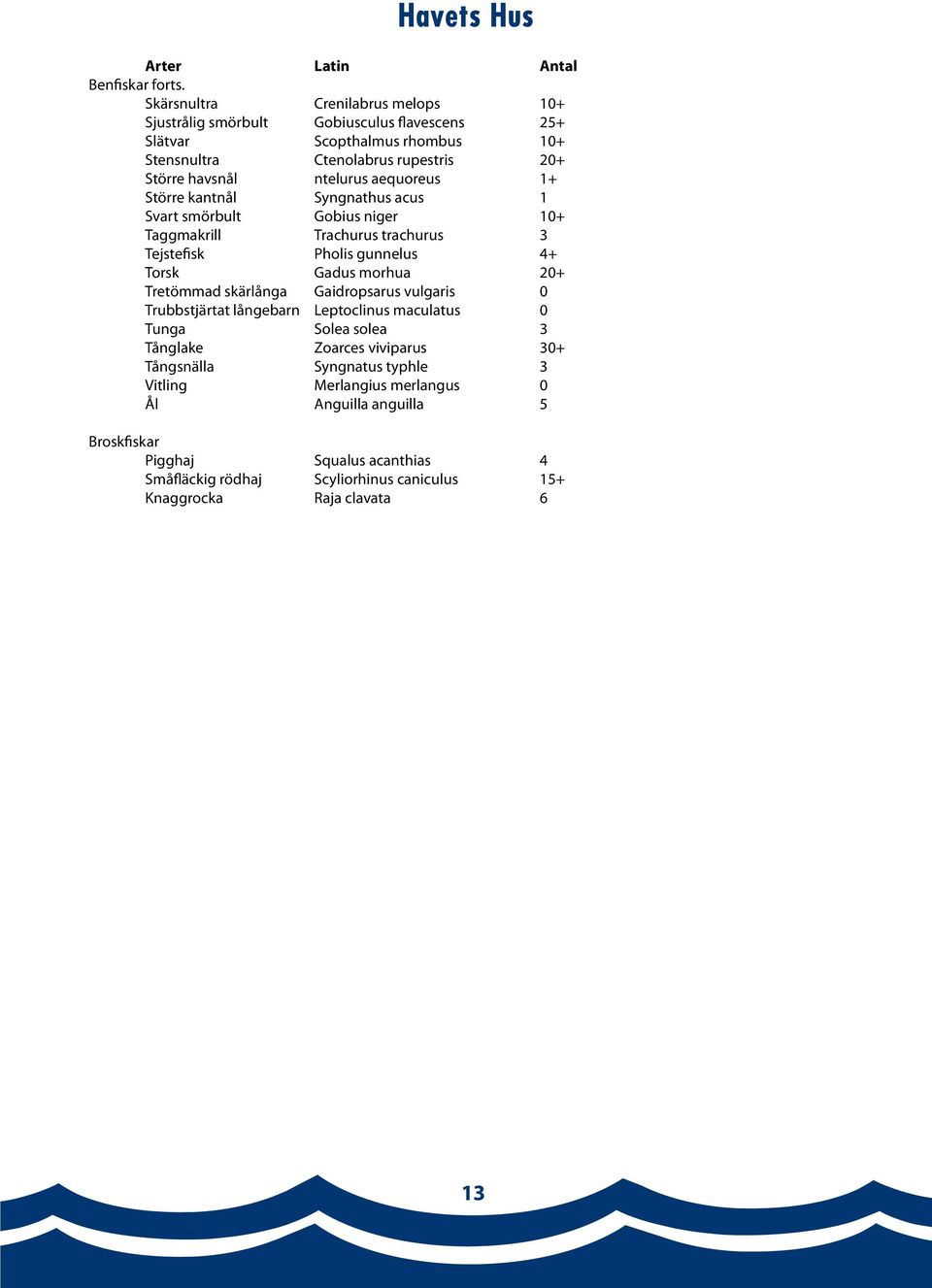 aequoreus 1+ Större kantnål Syngnathus acus 1 Svart smörbult Gobius niger 10+ Taggmakrill Trachurus trachurus 3 Tejstefisk Pholis gunnelus 4+ Torsk Gadus morhua 20+ Tretömmad