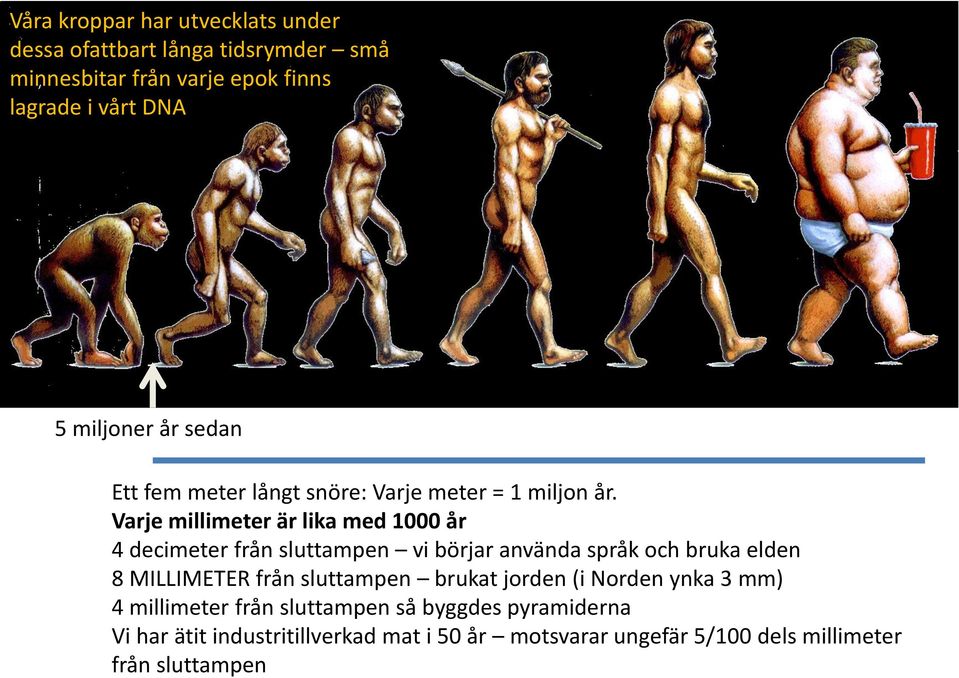 Varje millimeter är lika med 1000 år 4 decimeter från sluttampen vi börjar använda språk och bruka elden 8 MILLIMETER från
