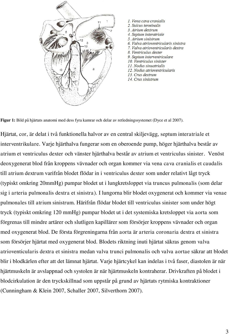 Varje hjärthalva fungerar som en oberoende pump, höger hjärthalva består av atrium et ventriculus dexter och vänster hjärthalva består av atrium et ventriculus sinister.