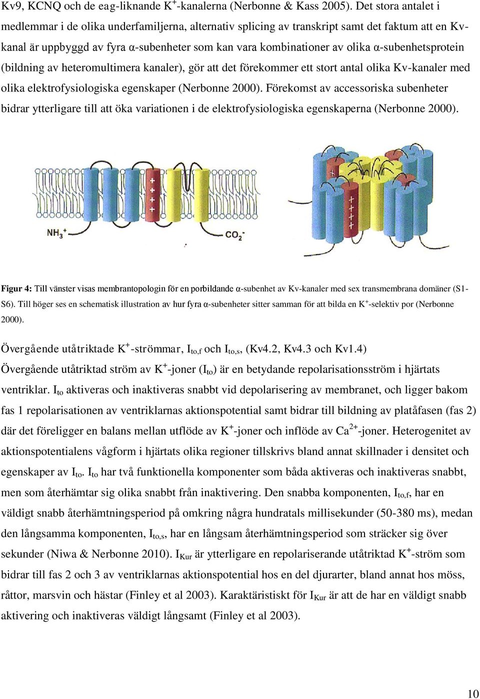 α-subenhetsprotein (bildning av heteromultimera kanaler), gör att det förekommer ett stort antal olika Kv-kanaler med olika elektrofysiologiska egenskaper (Nerbonne 2000).