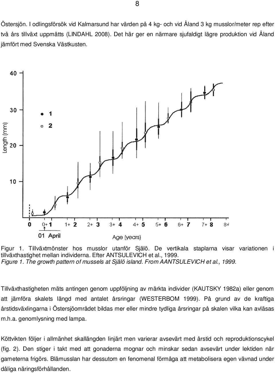 De vertikala staplarna visar variationen i tillväxthastighet mellan individerna. Efter ANTSULEVICH et al., 1999. Figure 1. The growth pattern of mussels at Själö island. From AANTSULEVICH et al.