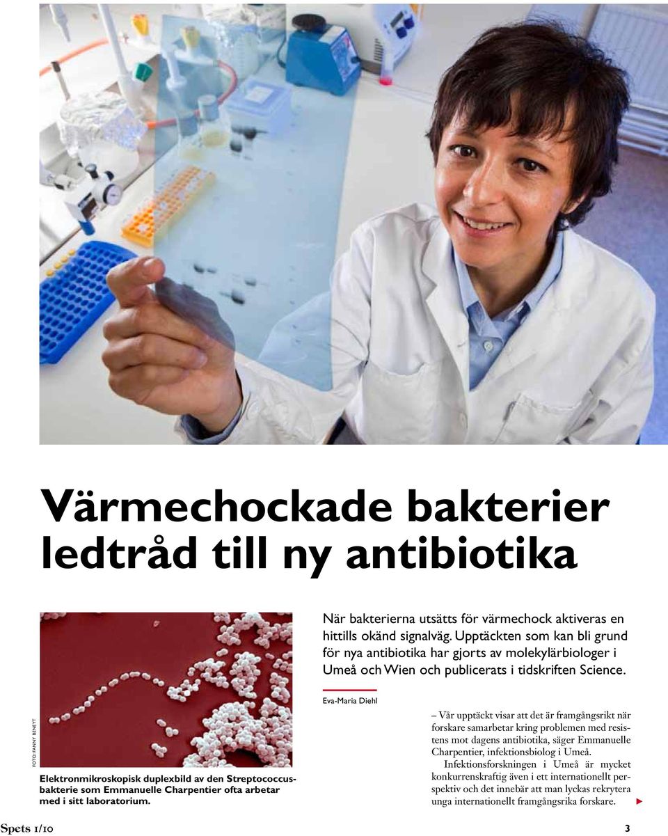 foto: Fanny Beneyt Elektronmikroskopisk duplexbild av den Streptococcusbakterie som Emmanuelle Charpentier ofta arbetar med i sitt laboratorium.