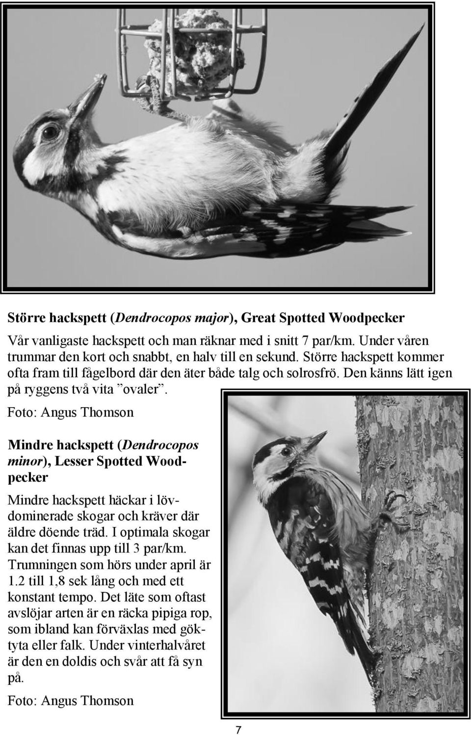 Foto: Angus Thomson Mindre hackspett (Dendrocopos minor), Lesser Spotted Woodpecker Mindre hackspett häckar i lövdominerade skogar och kräver där äldre döende träd.