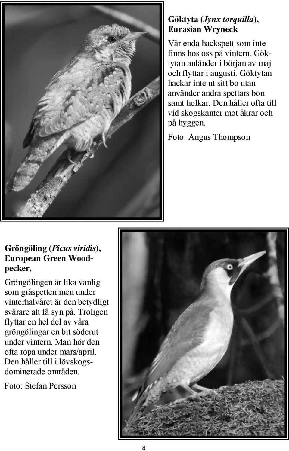 Foto: Angus Thompson Gröngöling (Picus viridis), European Green Woodpecker, Gröngölingen är lika vanlig som gråspetten men under vinterhalvåret är den betydligt