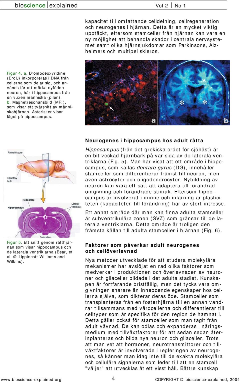 multipel skleros. Figur 4. a. Bromodeoxyridine (BrdU) inkorporeras i DNA från cellerna som delar sig, och används för att märka nyfödda neuron, här i hippocampus från en vuxen människa (pilen). b.