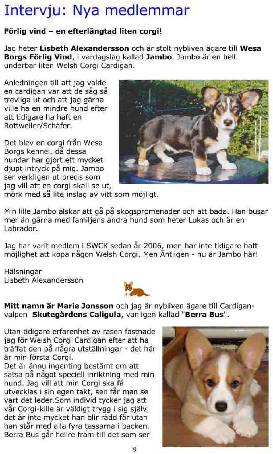 9 gärna ville ha en mindre hund efter att udigare ha håft en Det blev en corci från WBä Borgs kennel, då dessa hundar har qjort ett mycket djupt rntryck på mig.