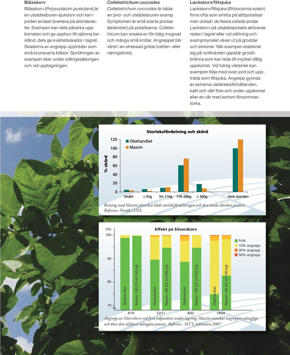 Spridningen av svampen sker under odlingssäsongen och vid upptagningen. Colletotrichum coccodes Colletotrichum coccodes är både en jord- och utsädesburen svamp.