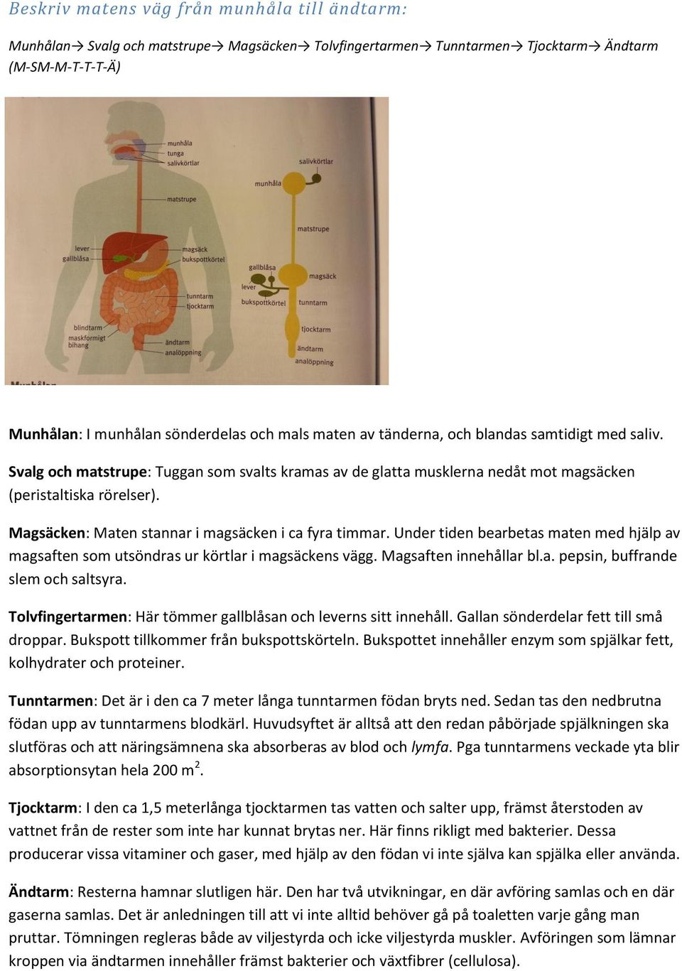 Magsäcken: Maten stannar i magsäcken i ca fyra timmar. Under tiden bearbetas maten med hjälp av magsaften som utsöndras ur körtlar i magsäckens vägg. Magsaften innehållar bl.a. pepsin, buffrande slem och saltsyra.