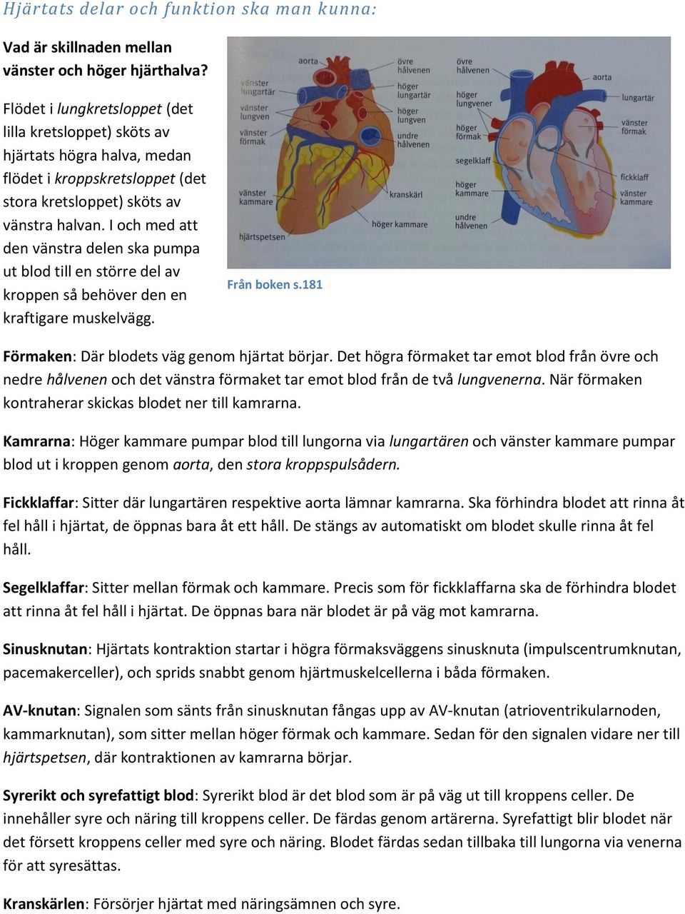 I och med att den vänstra delen ska pumpa ut blod till en större del av kroppen så behöver den en kraftigare muskelvägg. Från boken s.181 Förmaken: Där blodets väg genom hjärtat börjar.