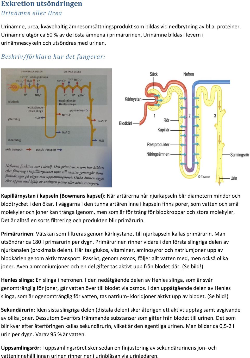 Beskriv/förklara hur det fungerar: Kapillärnystan i kapseln (Bowmans kapsel): När artärerna når njurkapseln blir diametern minder och blodtrycket i den ökar.