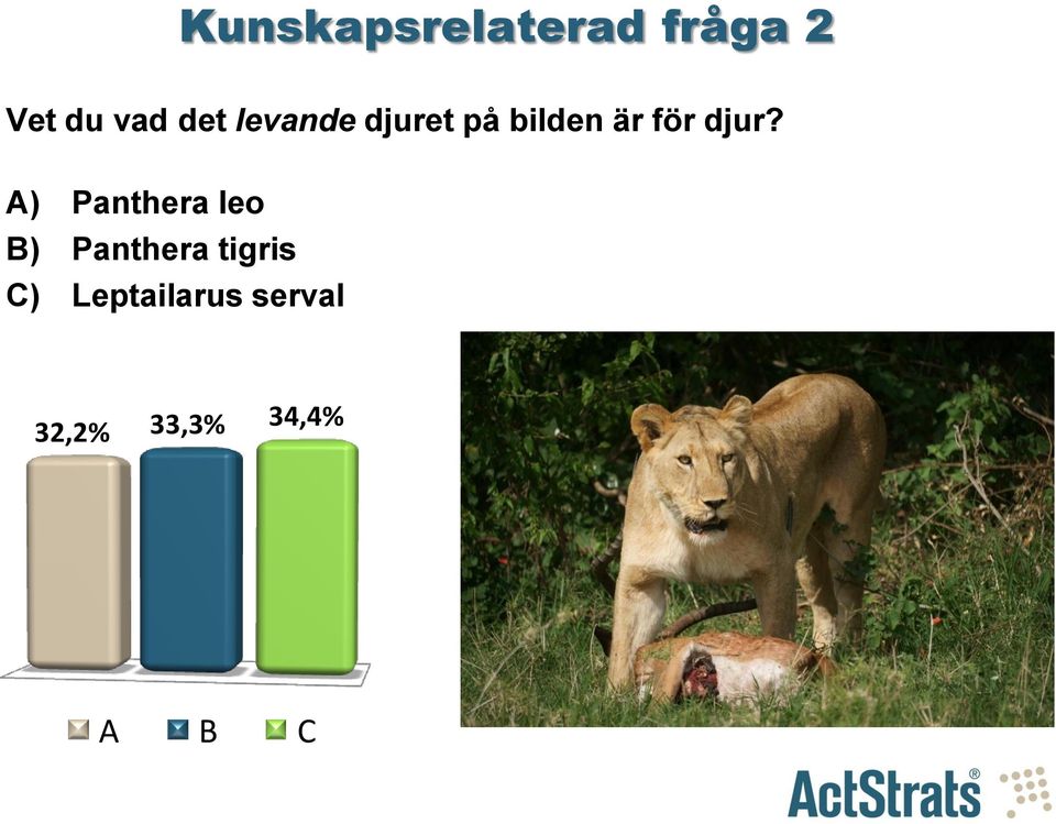 djur? A) Panthera leo B) Panthera