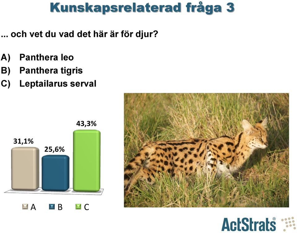 A) Panthera leo B) Panthera tigris