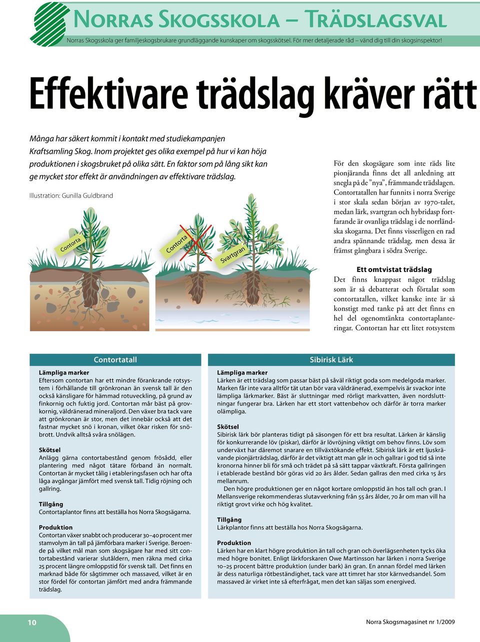 En faktor som på lång sikt kan ge mycket stor effekt är användningen av effektivare trädslag.