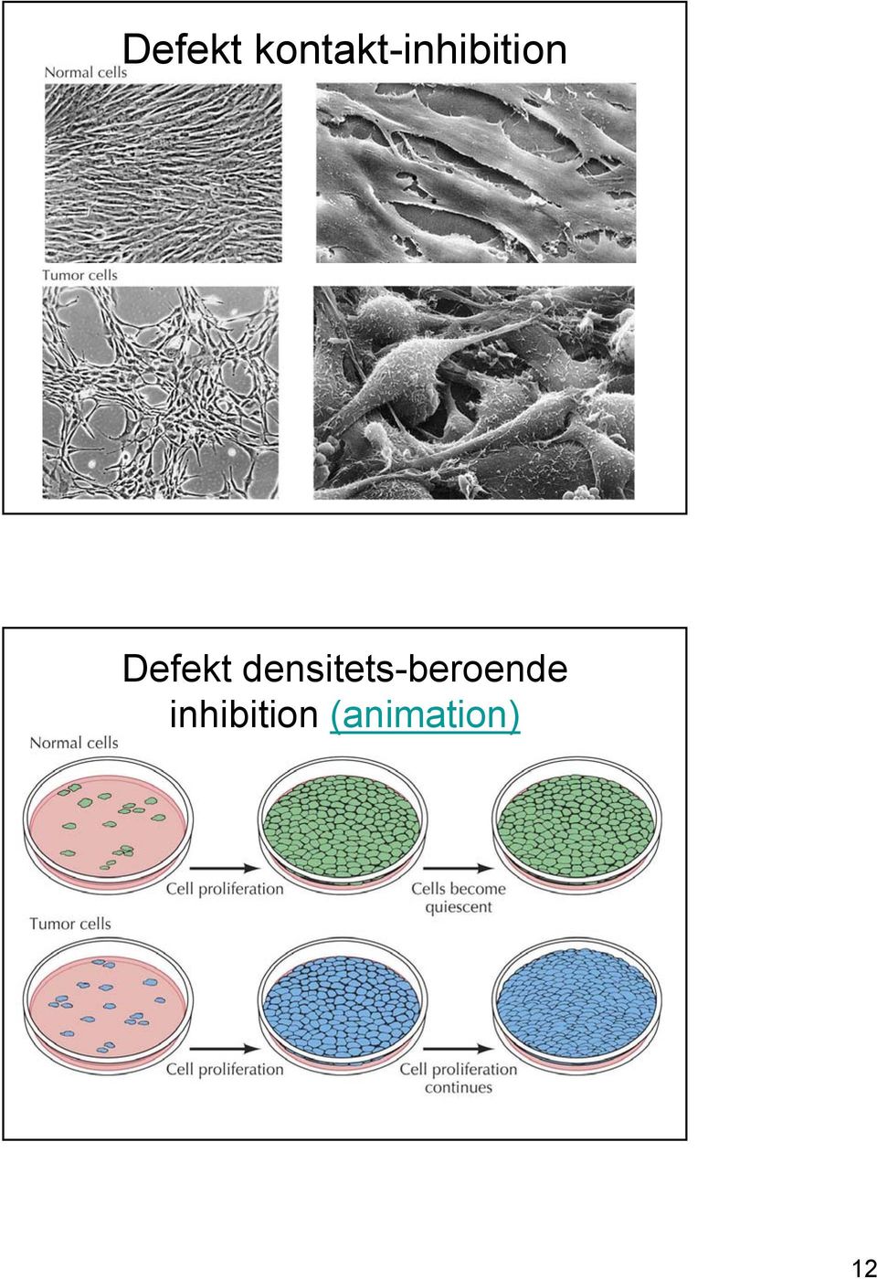 densitets-beroende