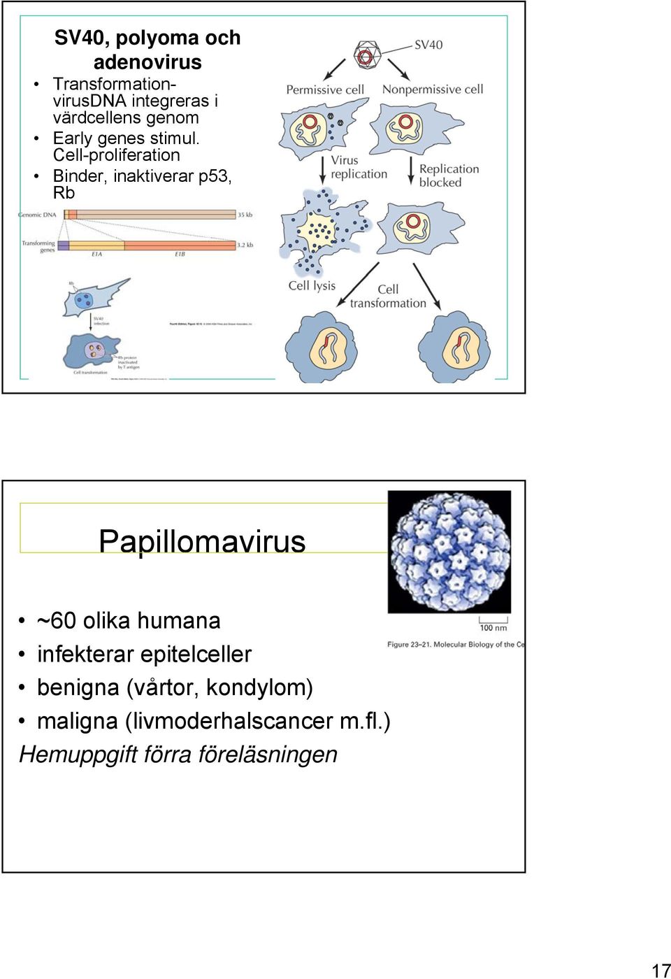 Cell-proliferation Binder, inaktiverar p53, Rb Papillomavirus ~60 olika