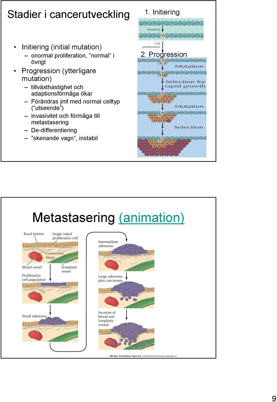 Progression (ytterligare mutation) tillväxthastighet och adaptionsförmåga ökar Förändras