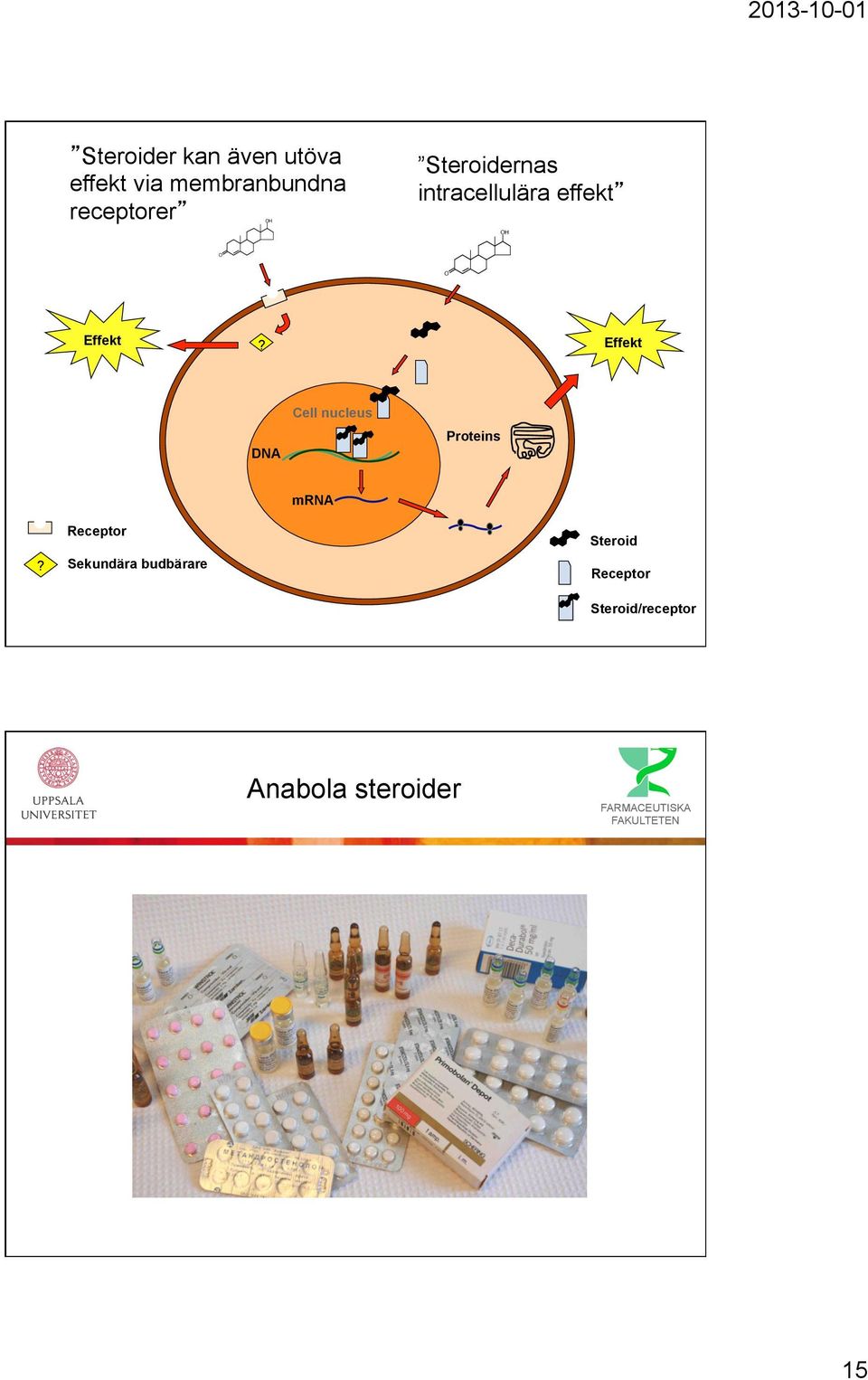 Effekt DNA Cell nucleus Proteins mrna?