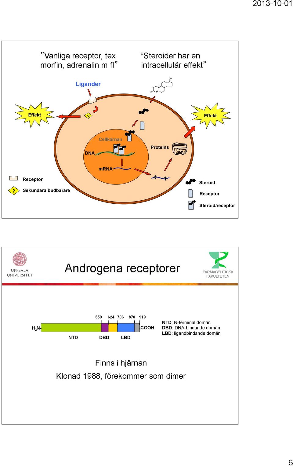 Receptor Sekundära budbärare Steroid Receptor Steroid/receptor Androgena receptorer H 2 N- 559