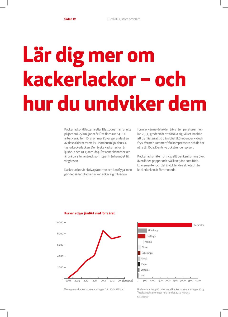 Ett annat kännetecken är två parallella streck som löper från huvudet till vingbasen. Kackerlackor är aktiva på natten och kan flyga, men gör det sällan.