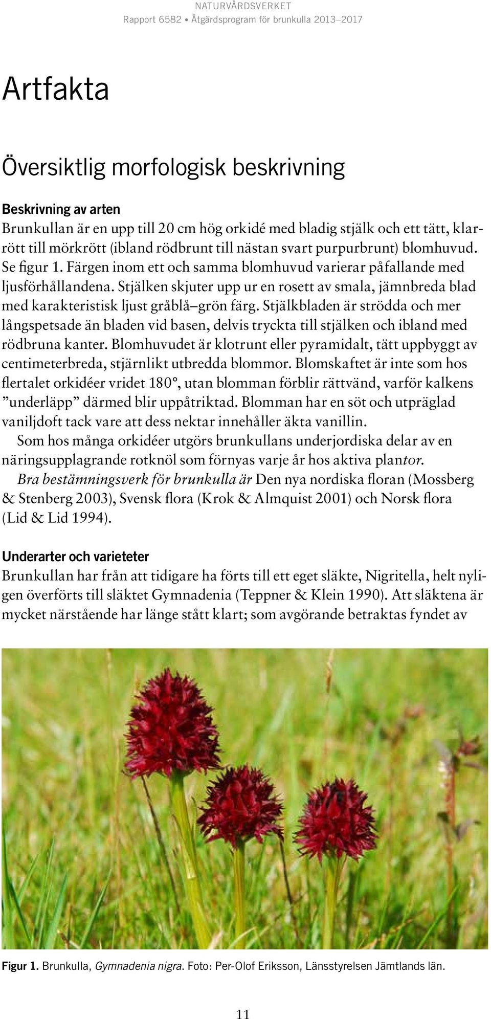 Stjälken skjuter upp ur en rosett av smala, jämnbreda blad med karakteristisk ljust gråblå grön färg.