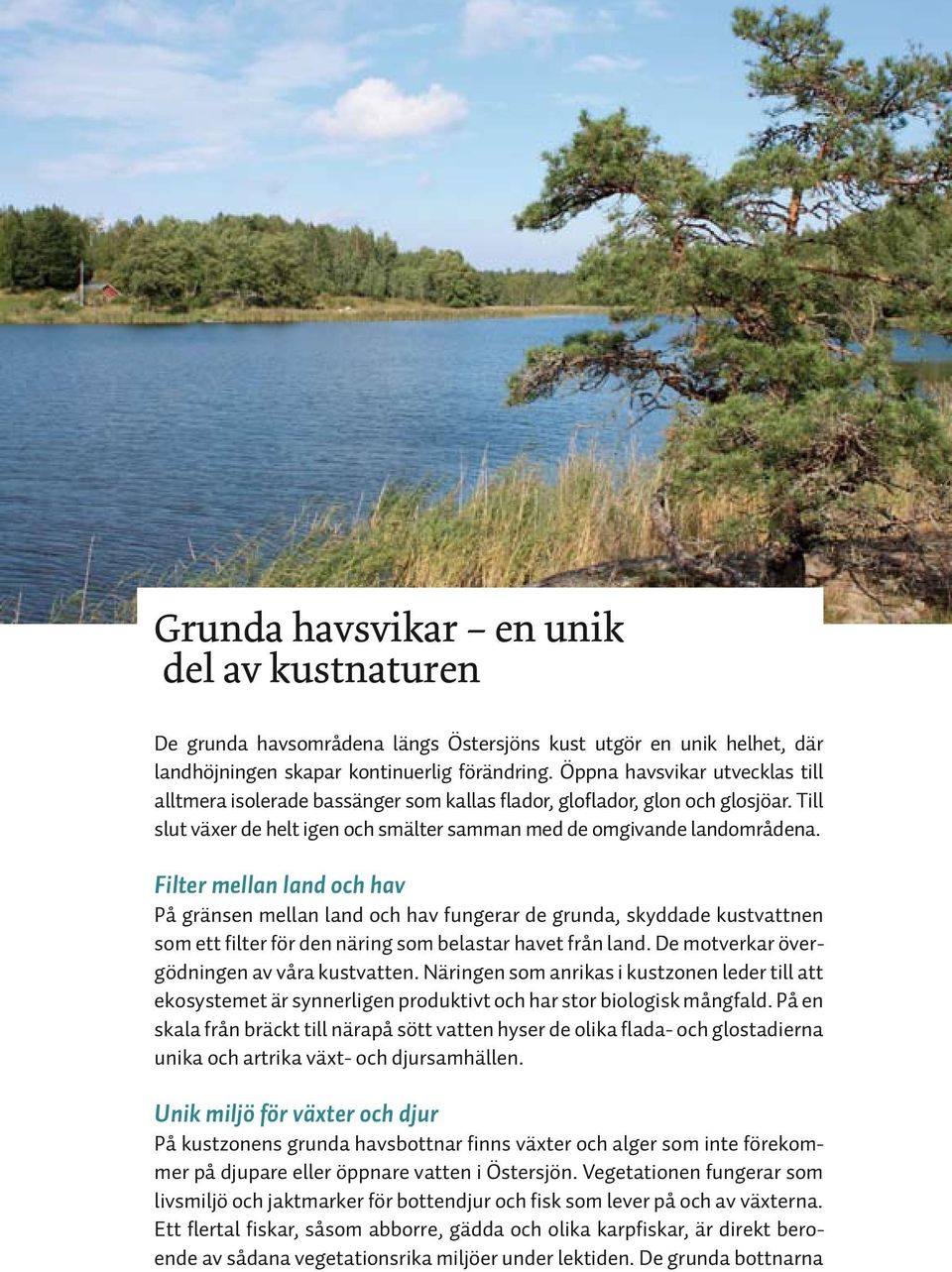 Filter mellan land och hav På gränsen mellan land och hav fungerar de grunda, skyddade kustvattnen som ett filter för den näring som belastar havet från land.