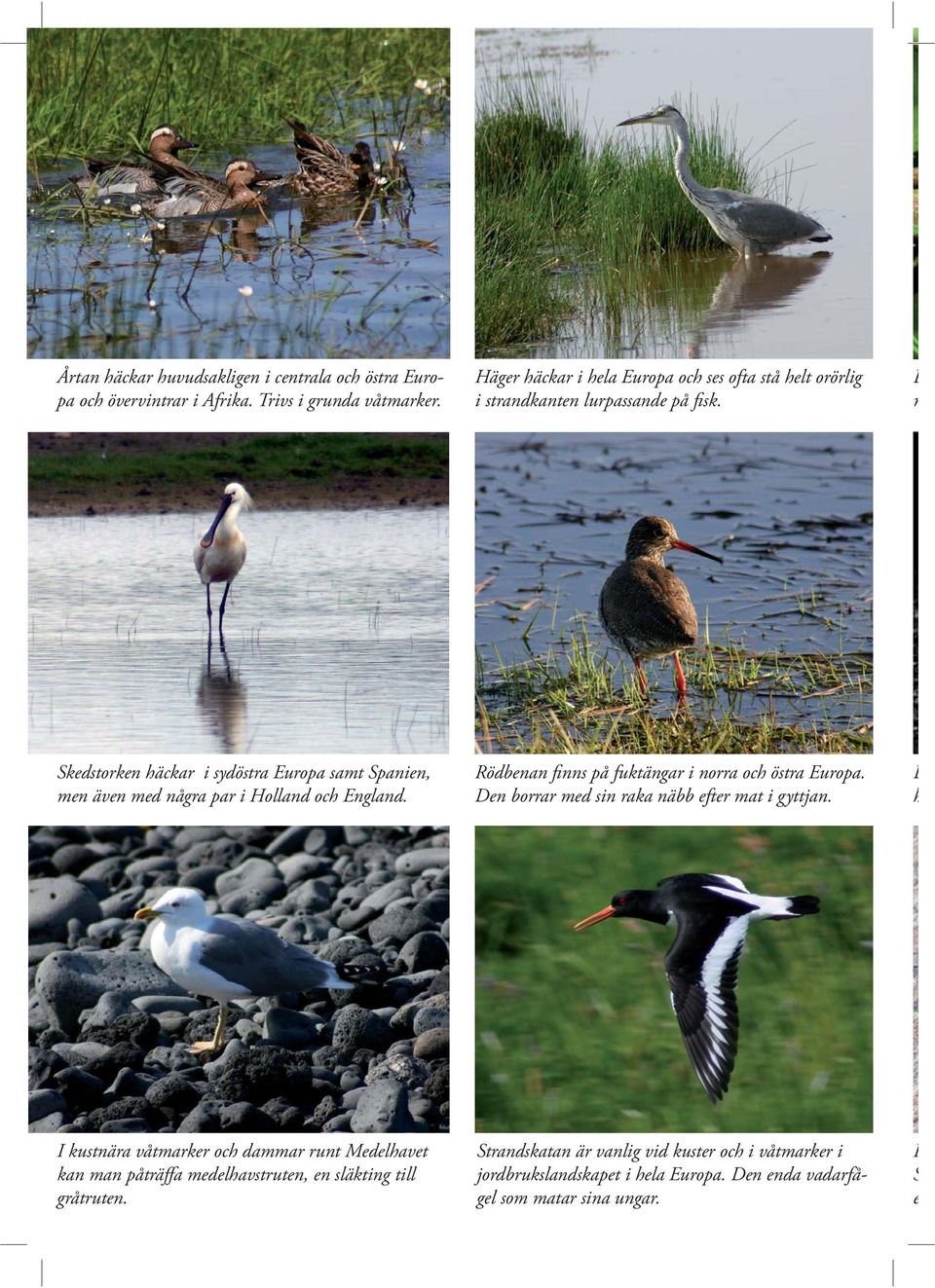 L m Skedstorken häckar i sydöstra Europa samt Spanien, men även med några par i Holland och England. Rödbenan finns på fuktängar i norra och östra Europa.