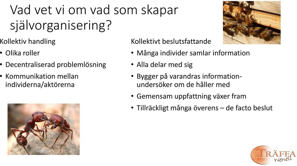 individerna/aktörerna Kollektivt beslutsfattande Många individer samlar information Alla