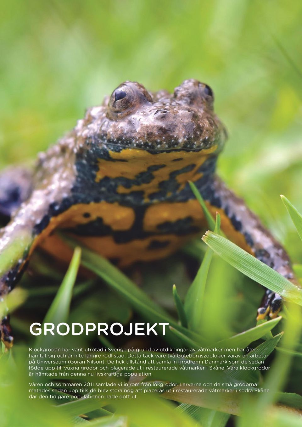 De fick tillstånd att samla in grodrom i Danmark som de sedan födde upp till vuxna grodor och placerade ut i restaurerade våtmarker i Skåne.