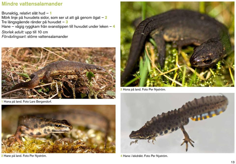 leken 4 Storlek adult: upp till 10 cm Förväxlingsart: större vattensalamander 3 Hona på land.