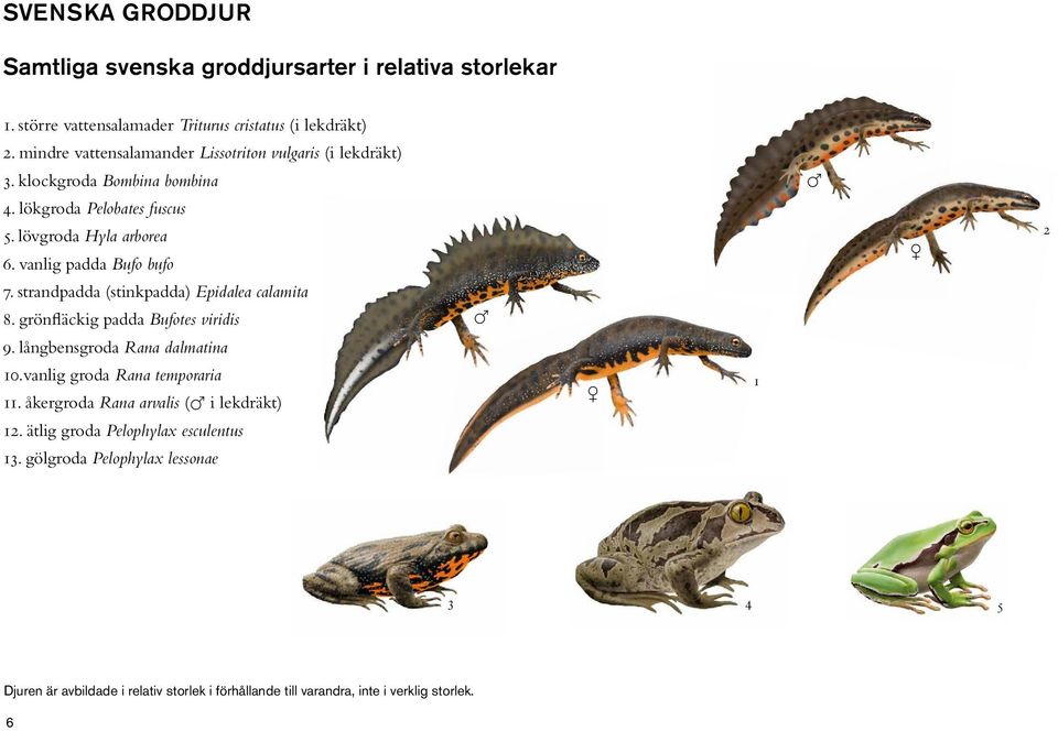 vanlig padda Bufo bufo 7. strandpadda (stinkpadda) Epidalea calamita 8. grönfläckig padda Bufotes viridis 9. långbensgroda Rana dalmatina 10.