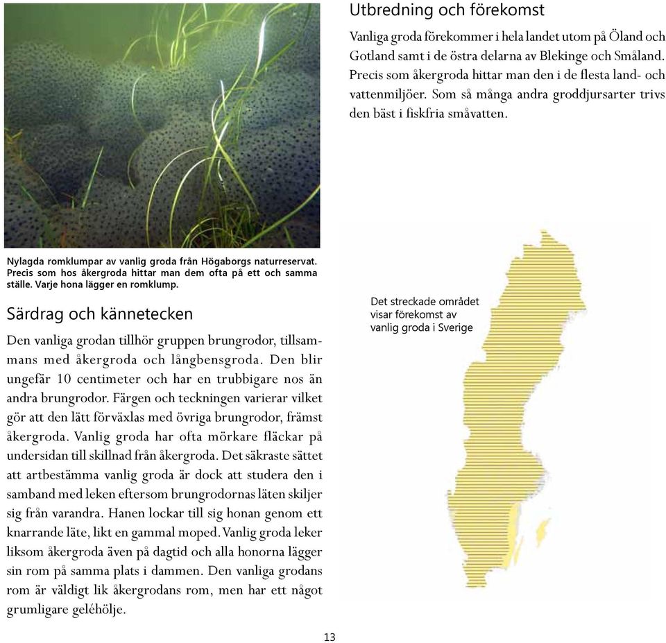 Nylagda romklumpar av vanlig groda från Högaborgs naturreservat. Precis som hos åkergroda hittar man dem ofta på ett och samma ställe. Varje hona lägger en romklump.