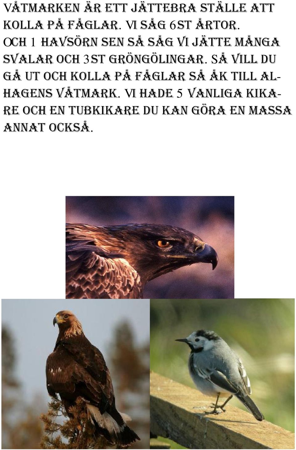 Så vill du gå ut och kolla på fåglar så åk till alhagens våtmark.