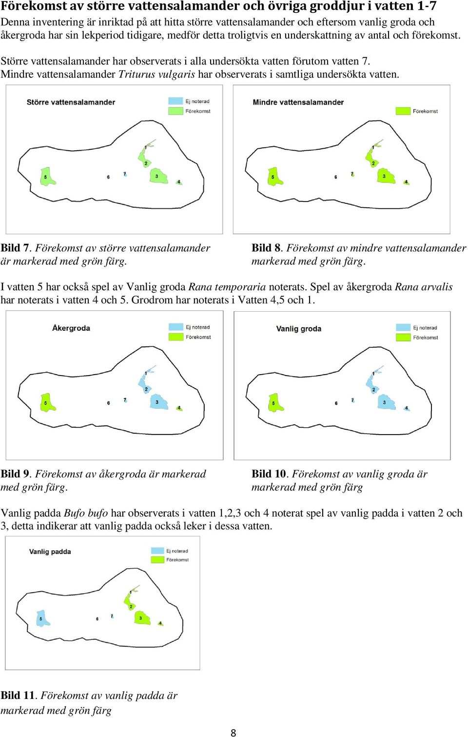 Mindre vattensalamander Triturus vulgaris har observerats i samtliga undersökta vatten. Bild 7. Förekomst av större vattensalamander är markerad med grön färg. Bild 8.