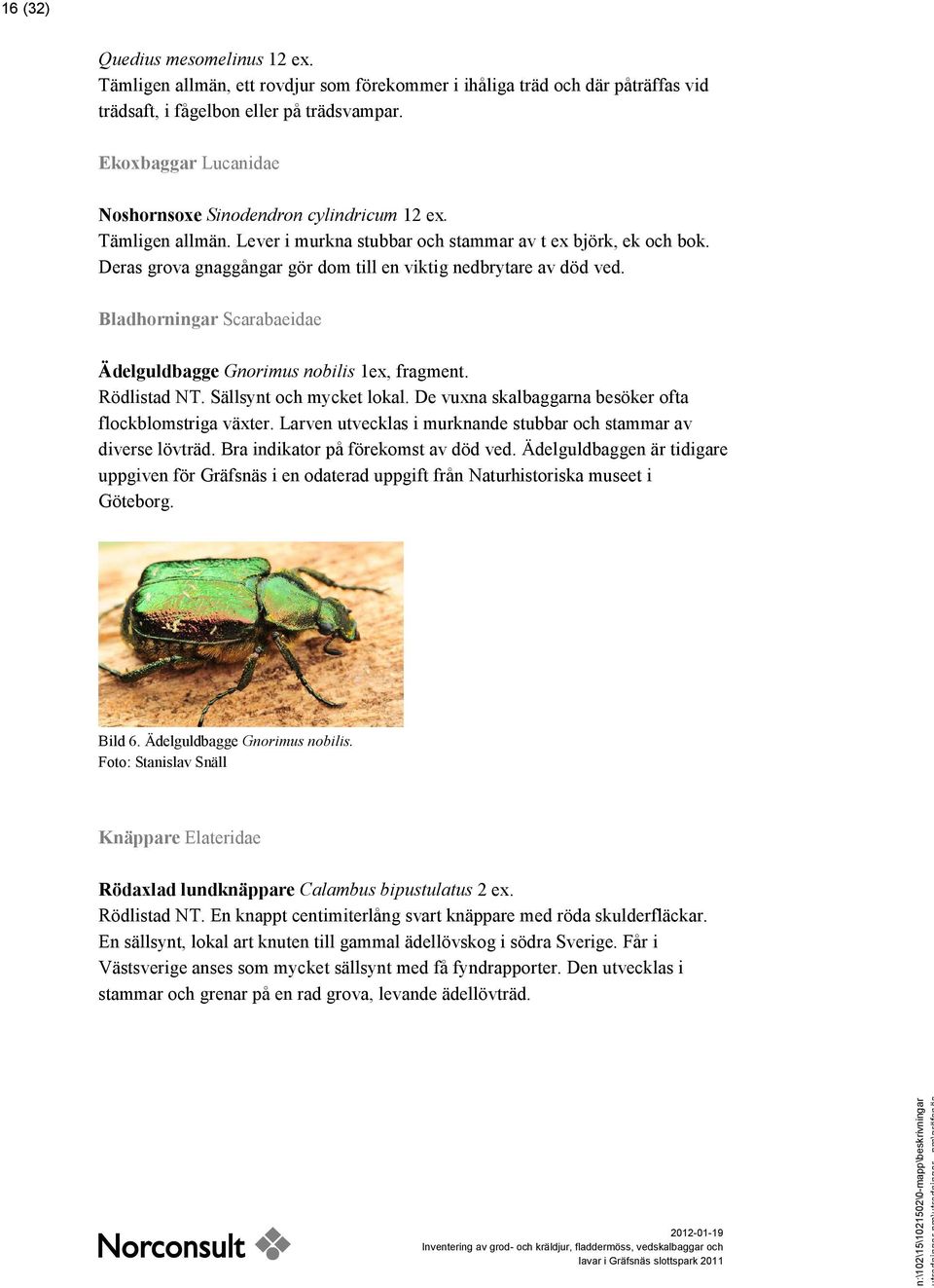 Deras grova gnaggångar gör dom till en viktig nedbrytare av död ved. Bladhorningar Scarabaeidae Ädelguldbagge Gnorimus nobilis 1ex, fragment. Rödlistad NT. Sällsynt och mycket lokal.