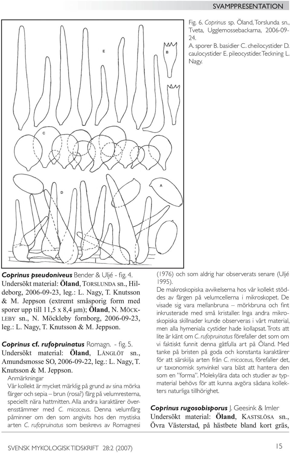 Jeppson (extremt småsporig form med sporer upp till 11,5 x 8,4 μm); Öland, N. MÖCK- LEBY sn., N. Möckleby fornborg, 2006-09-23, leg.: L. Nagy, T. Knutsson & M. Jeppson. Coprinus cf.